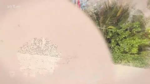 taanni_bc HD Camrip • 76min • 2026-01-16 10:19